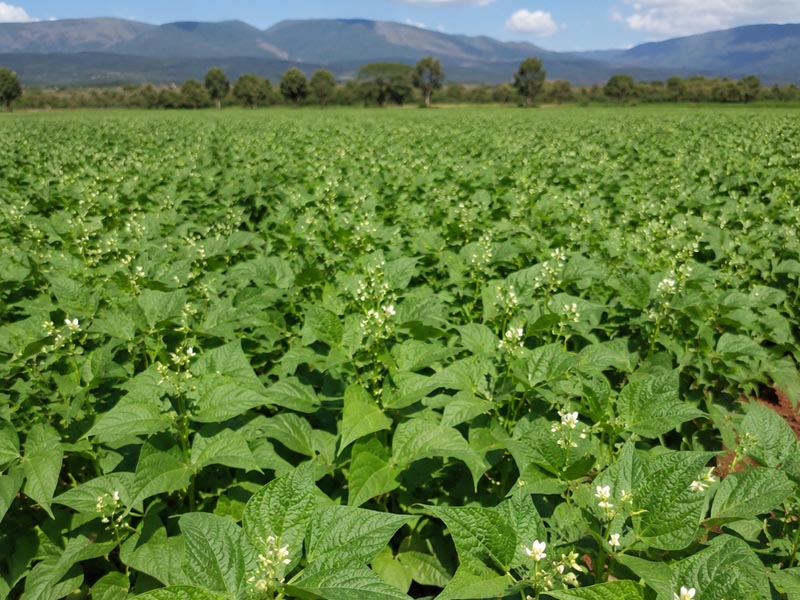 Culture de haricots verts au Rwanda