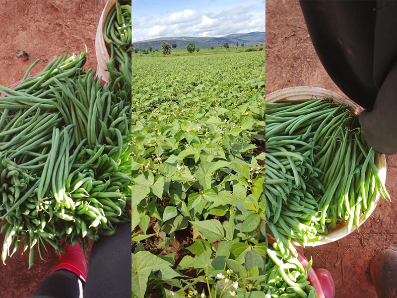 Récolte des haricots verts au Rwanda